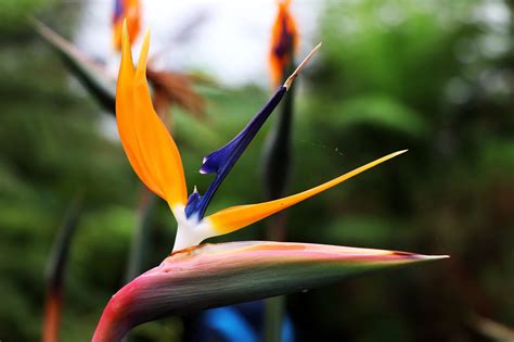 Astonishing Facts About Bird Of Paradise Strelitzia Reginae Facts Net