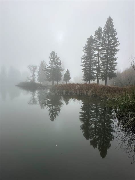 Pine Trees Are Growing On The Edge Of A Lake Stock Photo Image Of