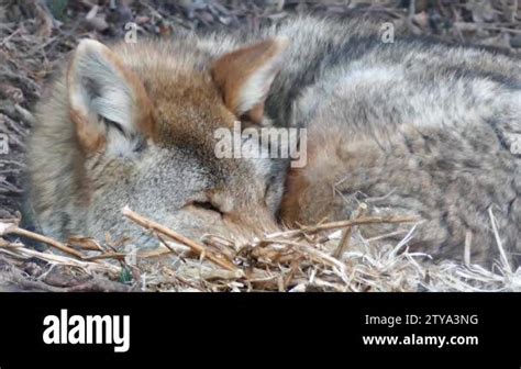 Close up coyote Stock Videos & Footage - HD and 4K Video Clips - Alamy