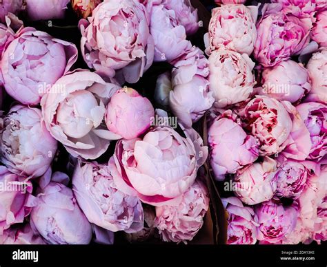 Floral background. Flowers in bloom. Close-up beautiful details of pion ...