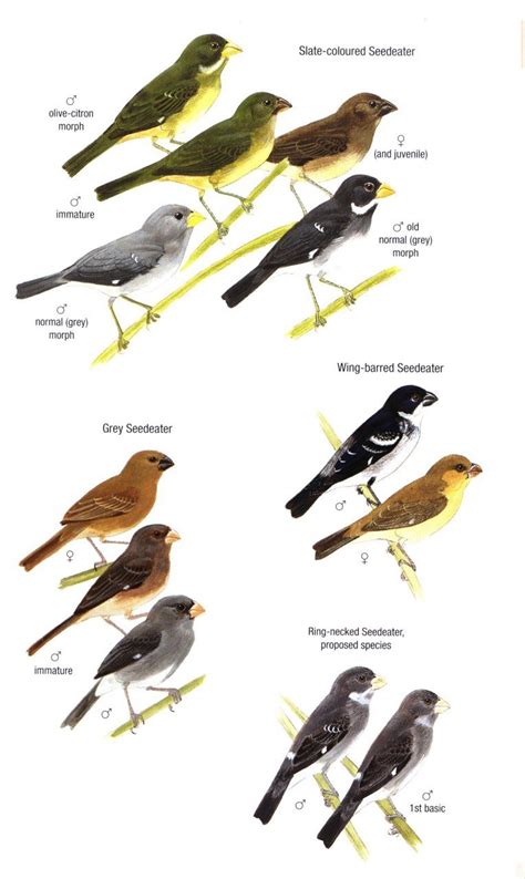 Birds of Trinidad & Tobago | NHBS Field Guides & Natural History