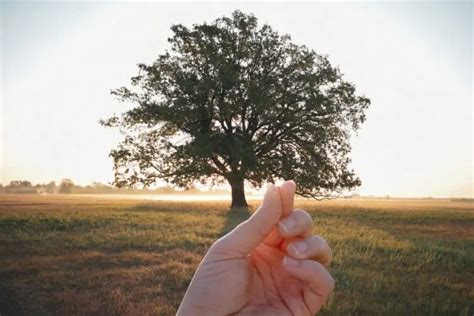 Parábola Do Grão De Mostarda Significado Explicação E 5 Lições