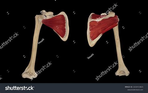 Rotator Cuff Muscles Anatomy3d Rendering Stock Illustration 2210713823 ...