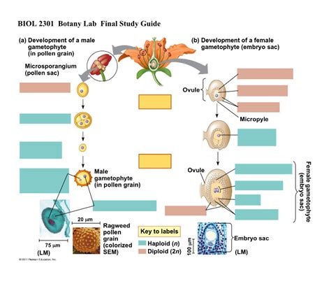 Lab Final Diagram Quizlet