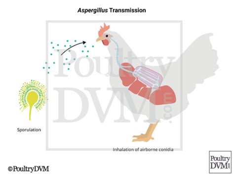 Aspergillosis In Chickens