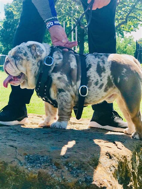 Merle English Bulldog