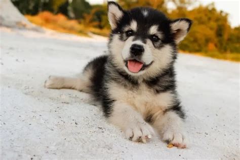 White Miniature Alaskan Husky