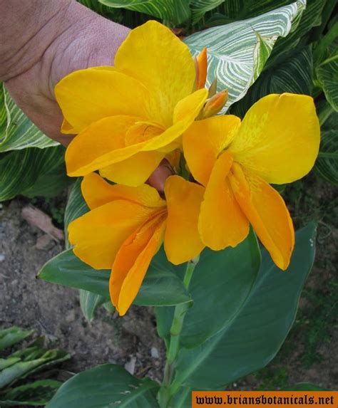 The Canna Flower Brians Botanicals