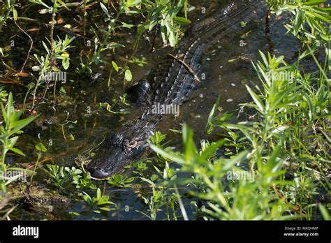 Young Wild Alligator in swamp waters Florida, USA Stock Photo - Alamy