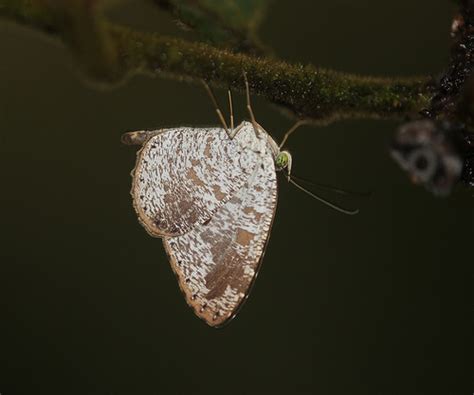 Allotinus Fabius Naturalista Mexico