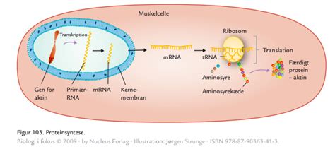 DNA Replikation Proteinsyntese Diagram Quizlet