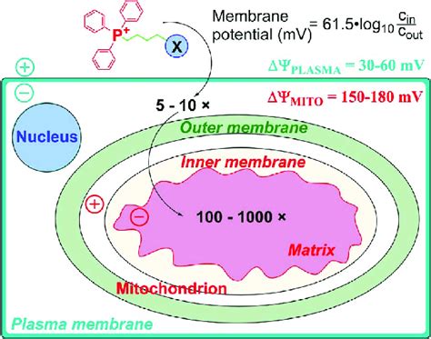 Cellular Uptake Of Tpp Linked Compounds Driven By Plasma Membrane And