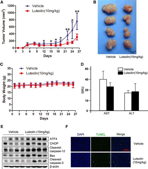 Luteolin Inhibited Tumor Growth In A Xenograft Mouse Model Luteolin