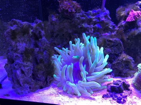 Green Hair Algae Reef2reef