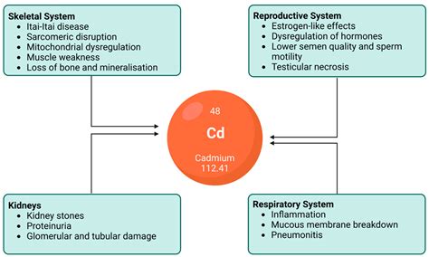 Cadmium And Human Health Encyclopedia Mdpi