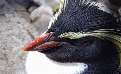 How Long Do Rabbits Live | Zoolity