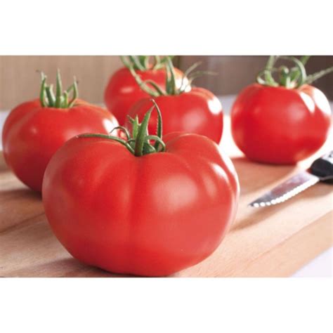 Tomate Supersteak F1 Bio Graine De Tomate Magellan Bio