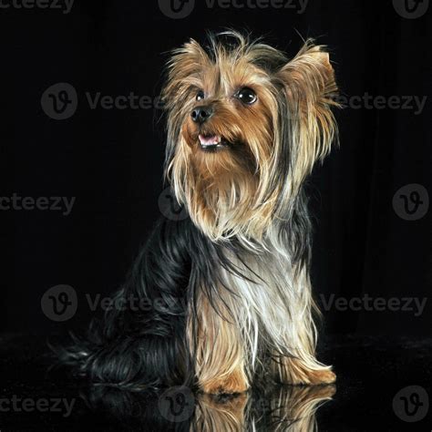very nice long hair yorkshire terrier in studio 30018527 Stock Photo at Vecteezy