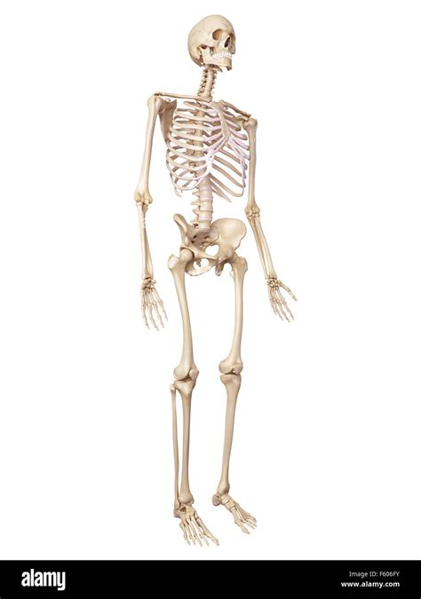 Human Bone Structure