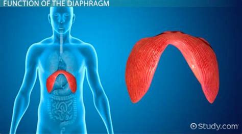 Diaphragm: Definition & Function - Video & Lesson Transcript | Study.com