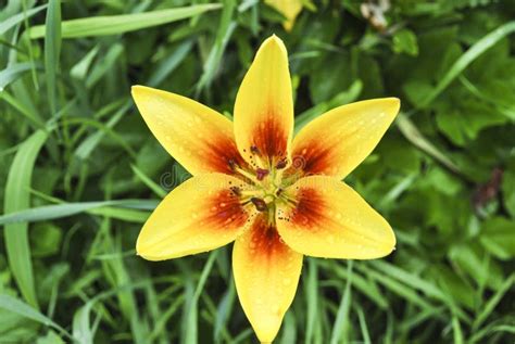 Beautiful Flower Daylily Flower Bud Lily Yellow Bright Multicolored Fresh Greens Stock Image ...