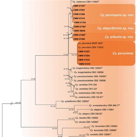 Phylogenetic Tree Based On Maximum Likelihood Ml Analysis Of A