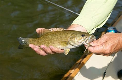 Smallmouth Bass Tips And Tricks Best Smallmouth Bass Crankbaits And Lures