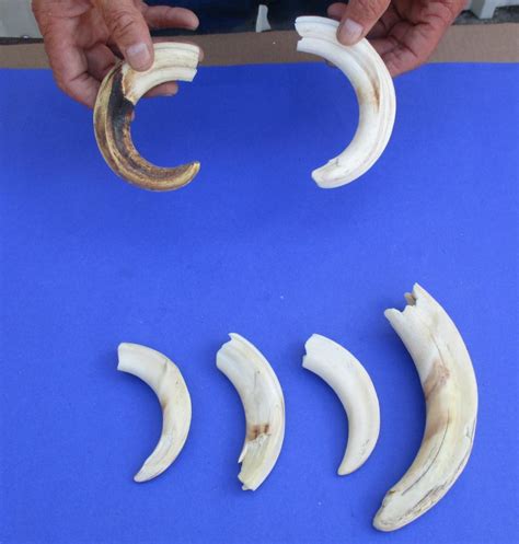 6 piece lot of 4 to 8 inch Warthog Tusks, Warthog Ivory from African Warthog weighing one pound