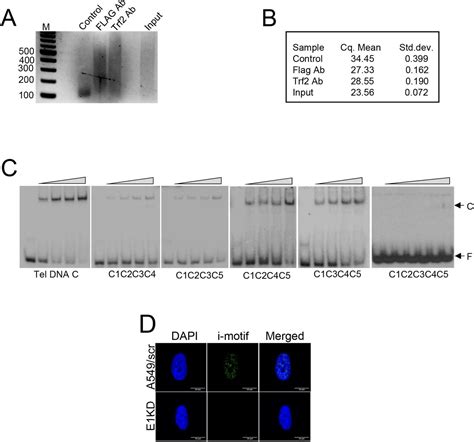 Heterogeneous Nuclear Ribonucleoprotein E1 Binds Polycytosine DNA And