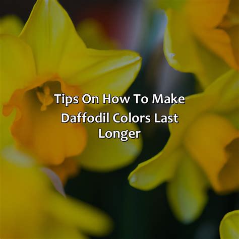 What Color Is Daffodils Colorscombo