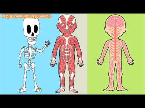 Sistemas del cuerpo humano y sus funciones aprende con los niños