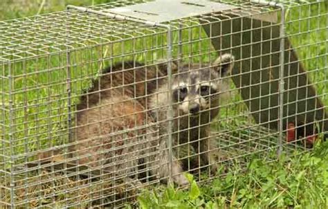 Raccoon Trapping | Raccoon Removal | Trapping Raccoons