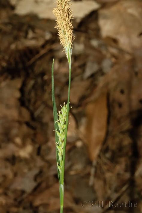 Lined Sedge | Grasses and Sedges | Nature In Focus