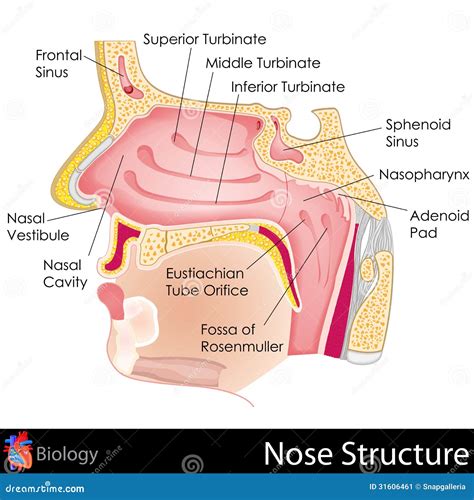 Human Nose Anatomy Diagram