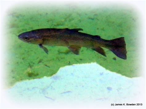 Rainbow Trout In The Shadows Of The Cliff Ridge Reflection At The