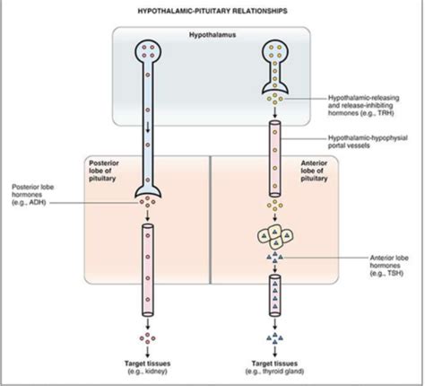 Endocrinology Worksheet 3 Exam 1 Flashcards Quizlet