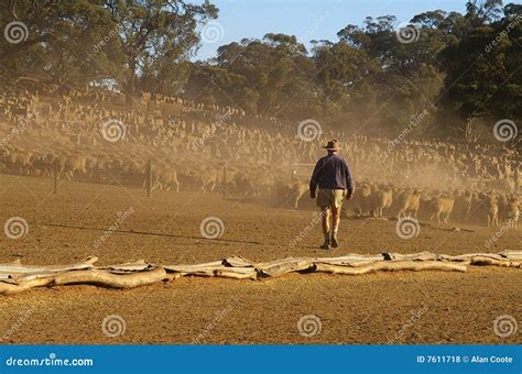 Moving Sheep Stock Photo Image Of Farming Livestock 7611718