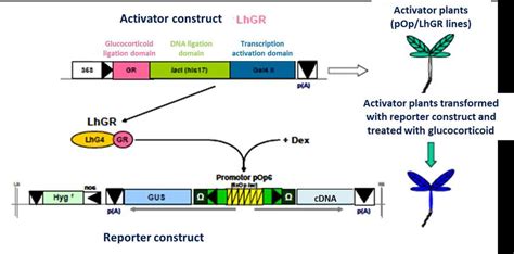 11 Schematic Representation Of LhGR Chemically Inducible System The