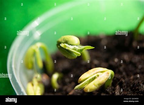 Macro Photography Of Bean Sproutday 1 Stock Photo Alamy