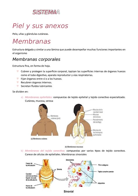 Anatomia 1era parte Piel y sus anexos Pelo uñas y glándulas cutáneas