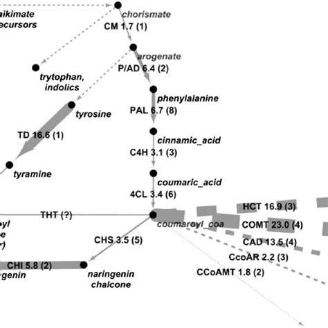 Generalized Pathway Of Secondary Metabolism From Chorismate To Aromatic Download Scientific