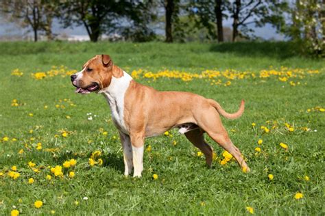 American Staffordshire Terrier Caractère Origine éducation Et Conseils