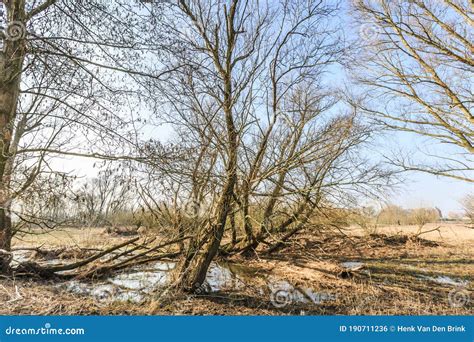 River Landscape Along Dutch River Maas With Floodplain Forests Of