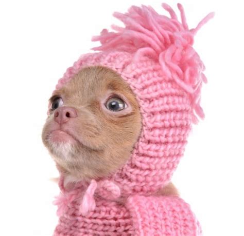 Beautiful Blue Eyed Chihuahuas I Love My Chi