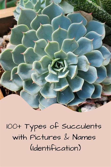 Succulents With Pictures And Names Identification In Pink Text Overlay