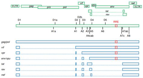 A Simplified Schematic Representation Of Hiv Splicing Upper Panels