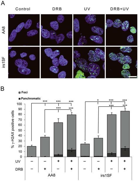 Uv Exposure And Transcription Inhibition Induce Ch Ax Foci Formation In