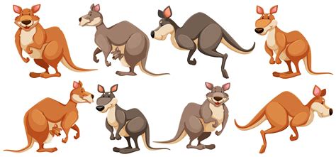 Kangaroo In Different Poses 296447 Vector Art At Vecteezy