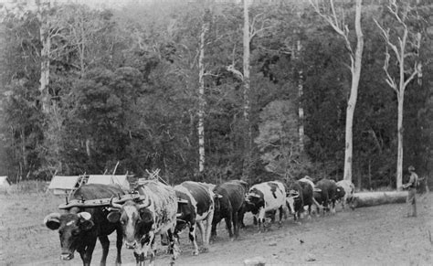 Bullock Team Snigging Logs In The Canungra District 1917 Flickr