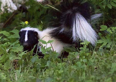 Definitive Guide To Striped Skunk Facts, Habitat, Conservation Status ...